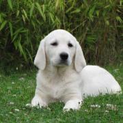 Un chiot Labrador sable.